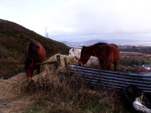 Kilvey horses at lunchtime
